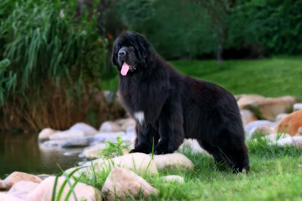 TerraNova - A Guia Completa Sobre a Raça de Cão 4 TerraNova