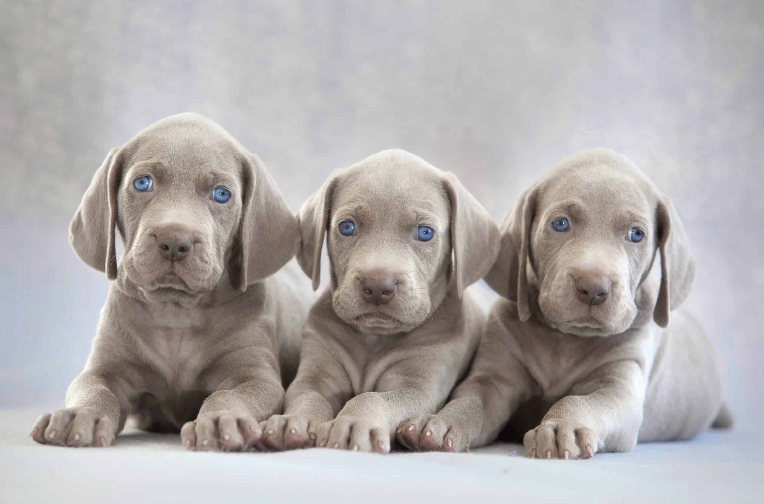 Weimaraner