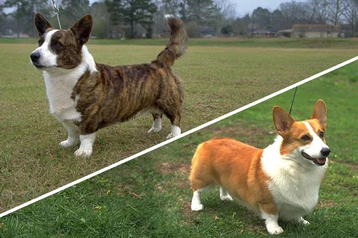 Welsh Corgi Cardigan e Welsh Corgi Pembroke