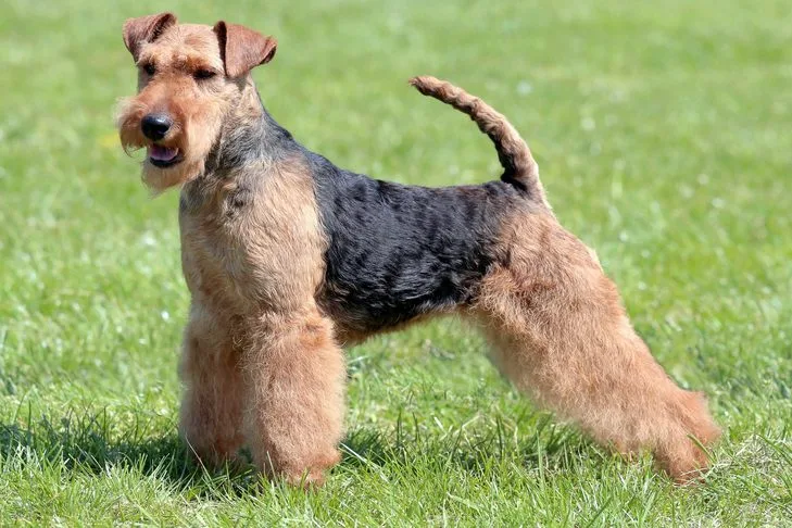 Welsh Terrier