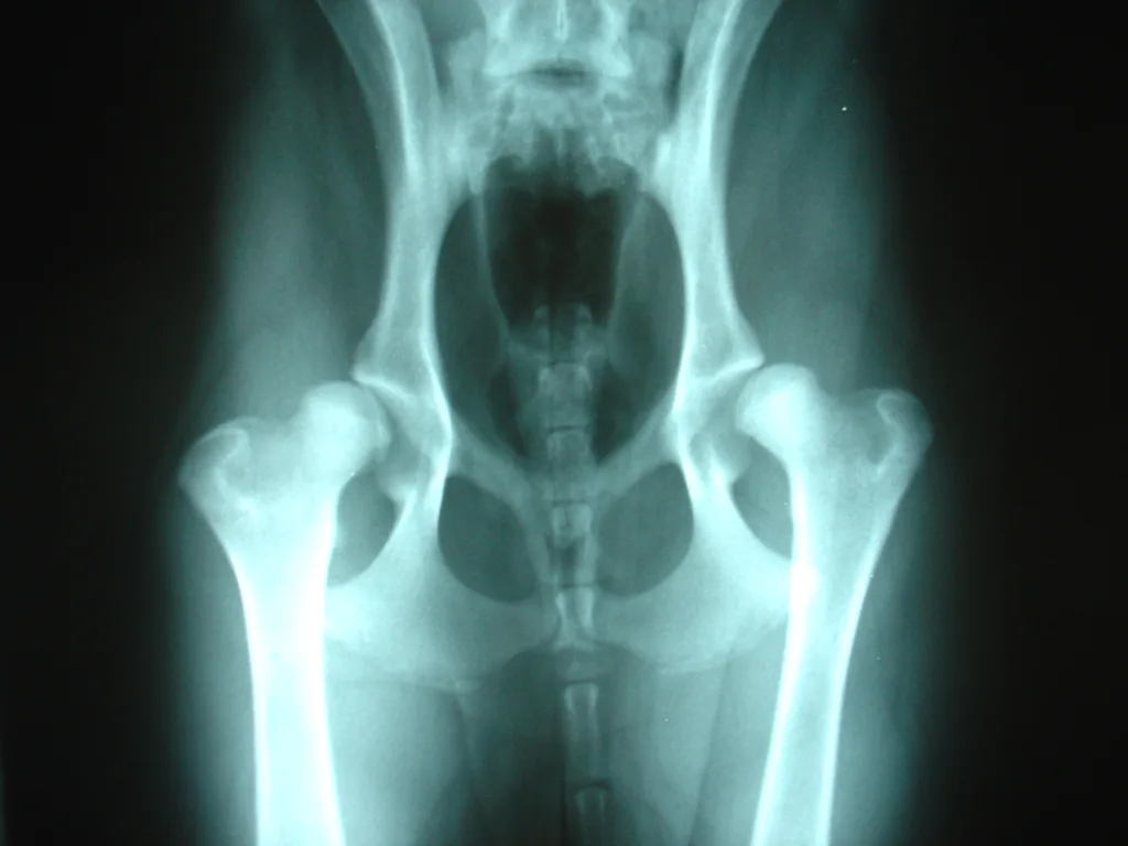 Displasia Coxofemoral em Cães: Como Identificar e Tratar 3 Displasia Coxofemoral em cães