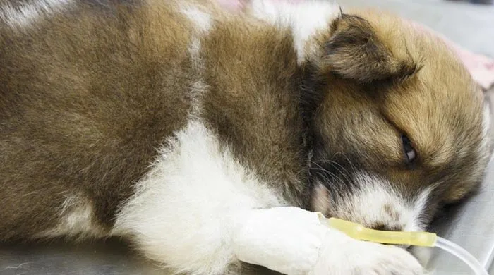 Doenças renais em cachorros