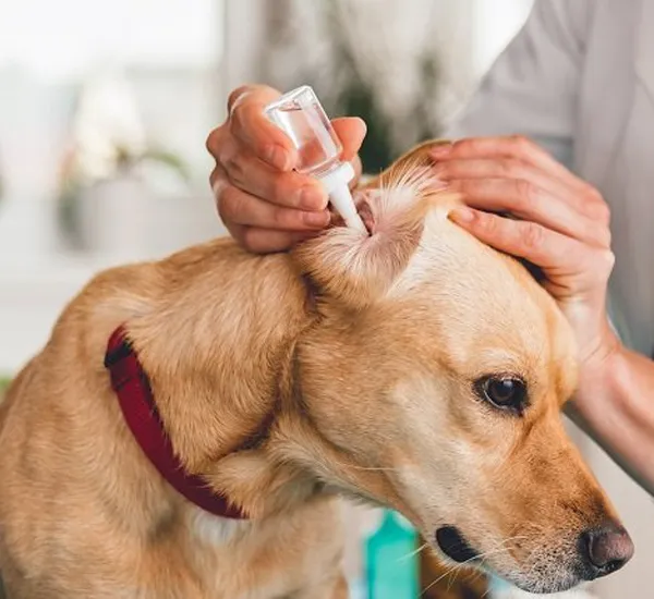 Infecções de ouvido em cachorros