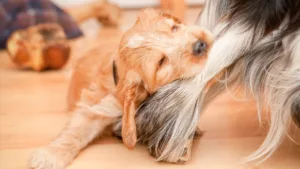 Problemas Comportamentais em Cachorros