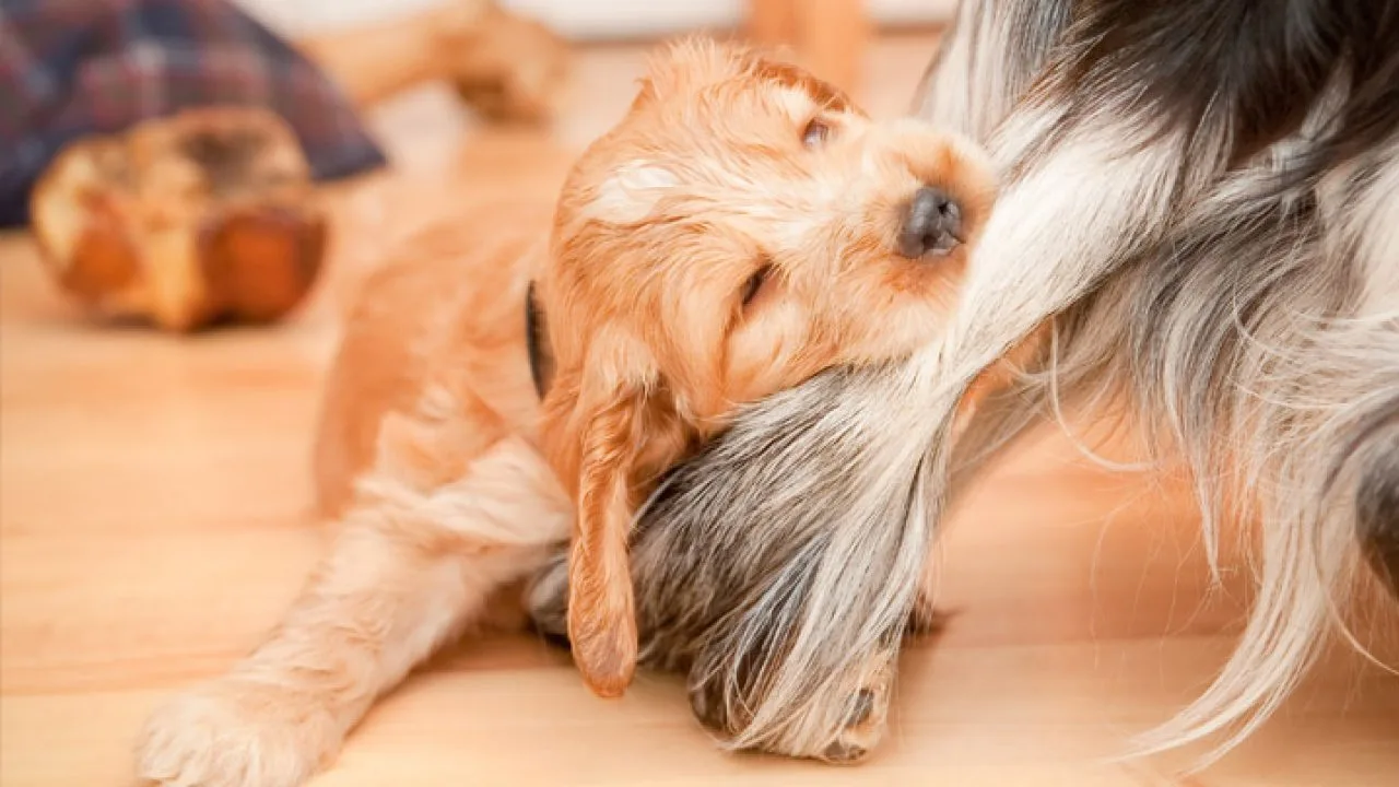 Problemas Comportamentais em Cachorros