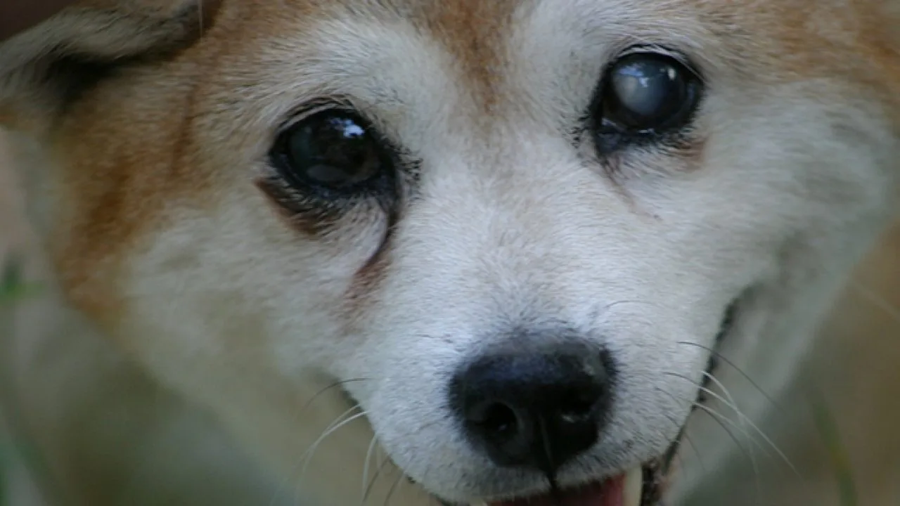 Problemas de visão em cachorros