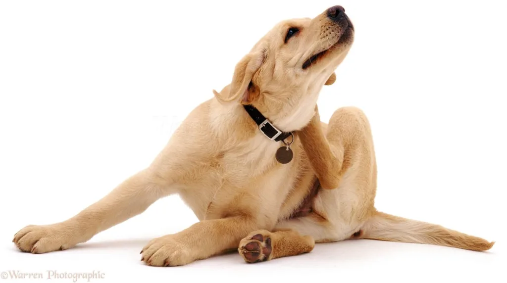 Pulgas em cachorros: Como prevenir e tratar essa infestação 4 Pulgas em cachorros
