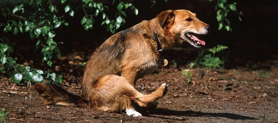 Verminoses em cachorros