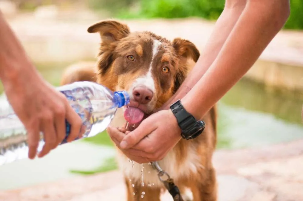 leptospirose em cachorros