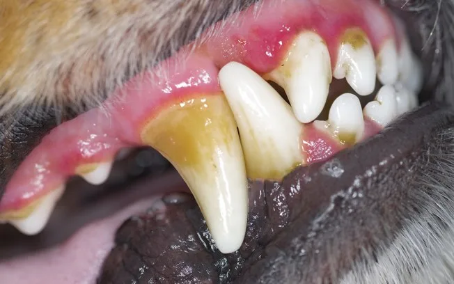 problemas dentários em cachorros