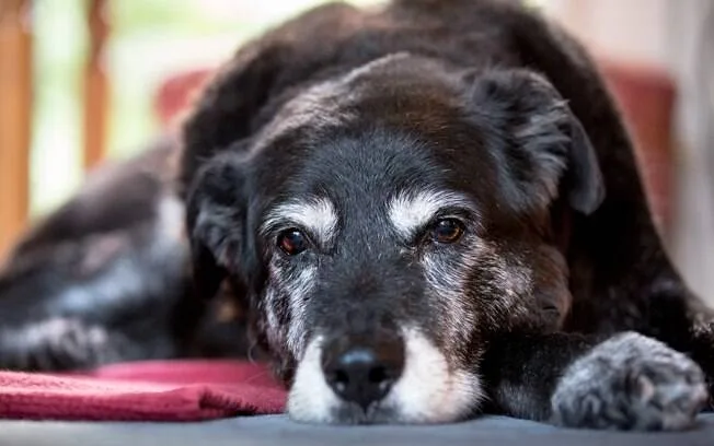 Principais Problemas de Saúde em Cães Idosos