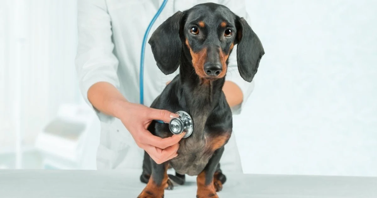 Problemas cardíacos em cachorros