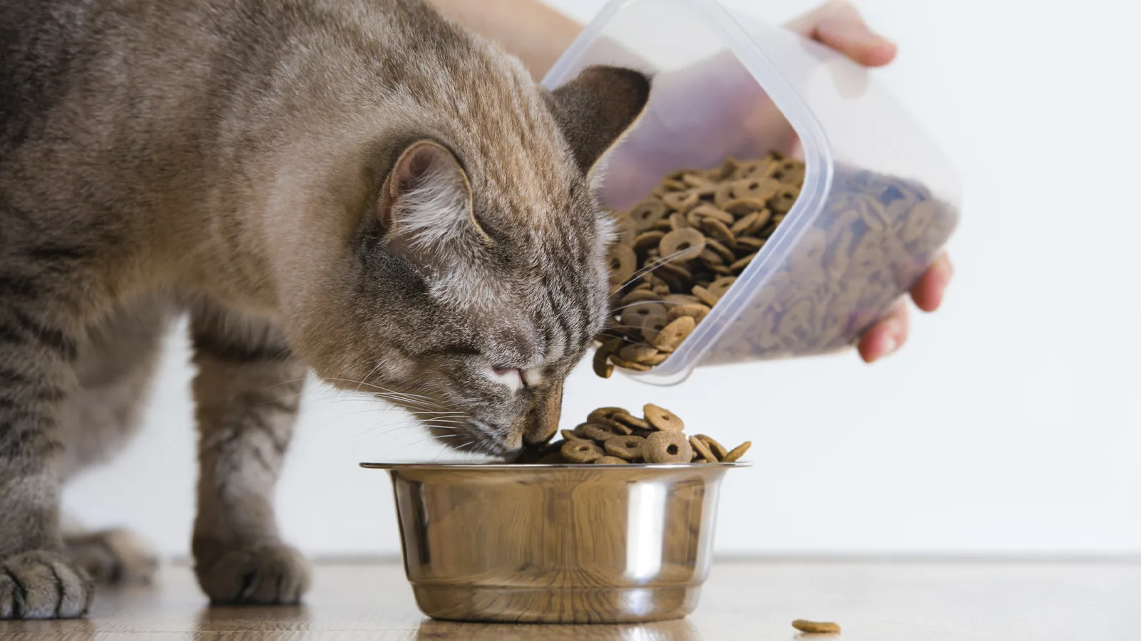 Alimentos para gatos