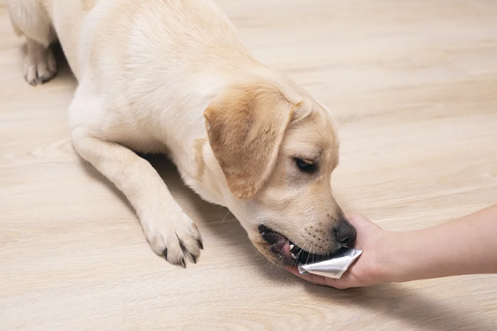 Bicheira em Cães: Sintomas, Tratamento e Prevenção 1 bicheira em cães