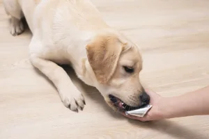 bicheira em cães