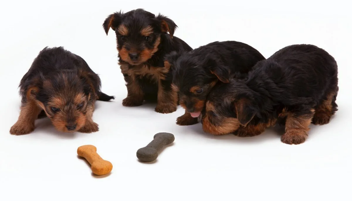 Biscoitos para cachorros