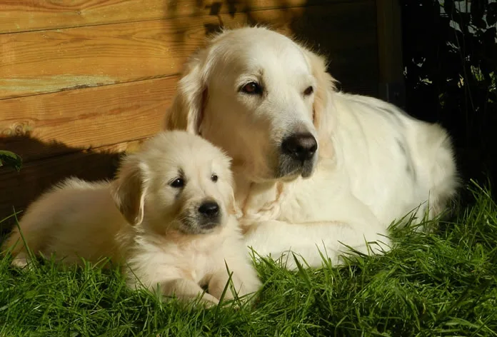 Cachorros para comprar