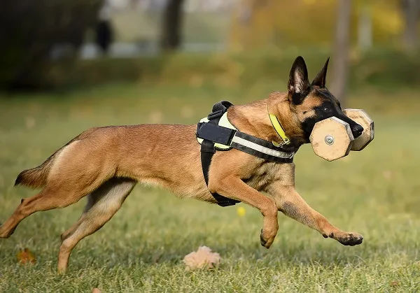 cães policiais