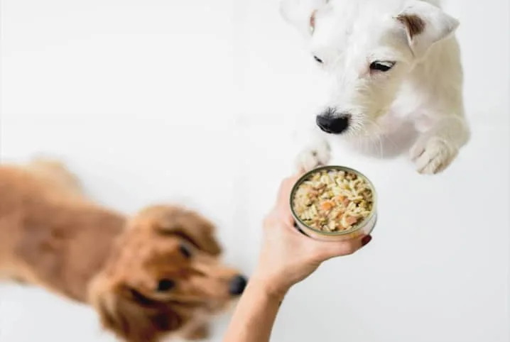 Comida caseira para cães