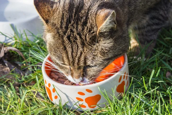 Comidas caseiras para gatos