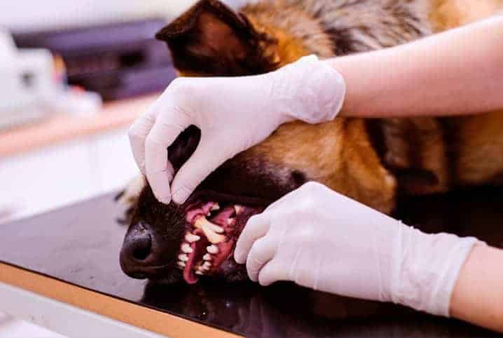 Dentista para cães