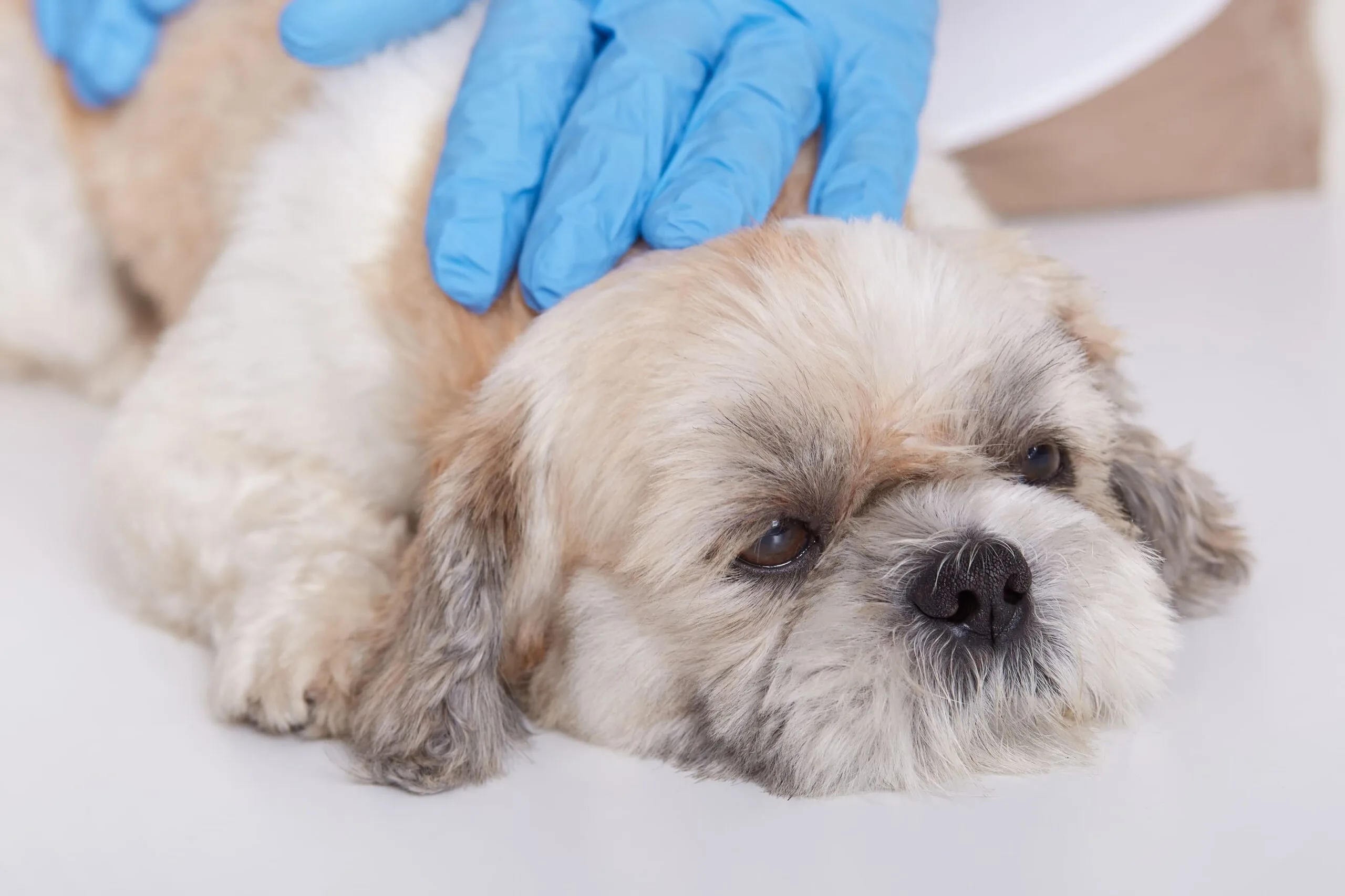 Doenças em cachorros