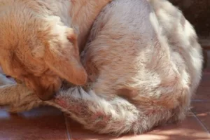Escabiose canina