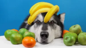 frutas para cachorros