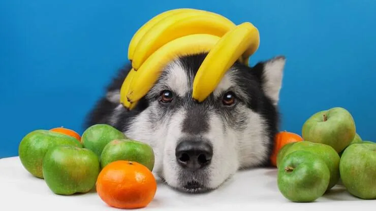 Frutas para cães