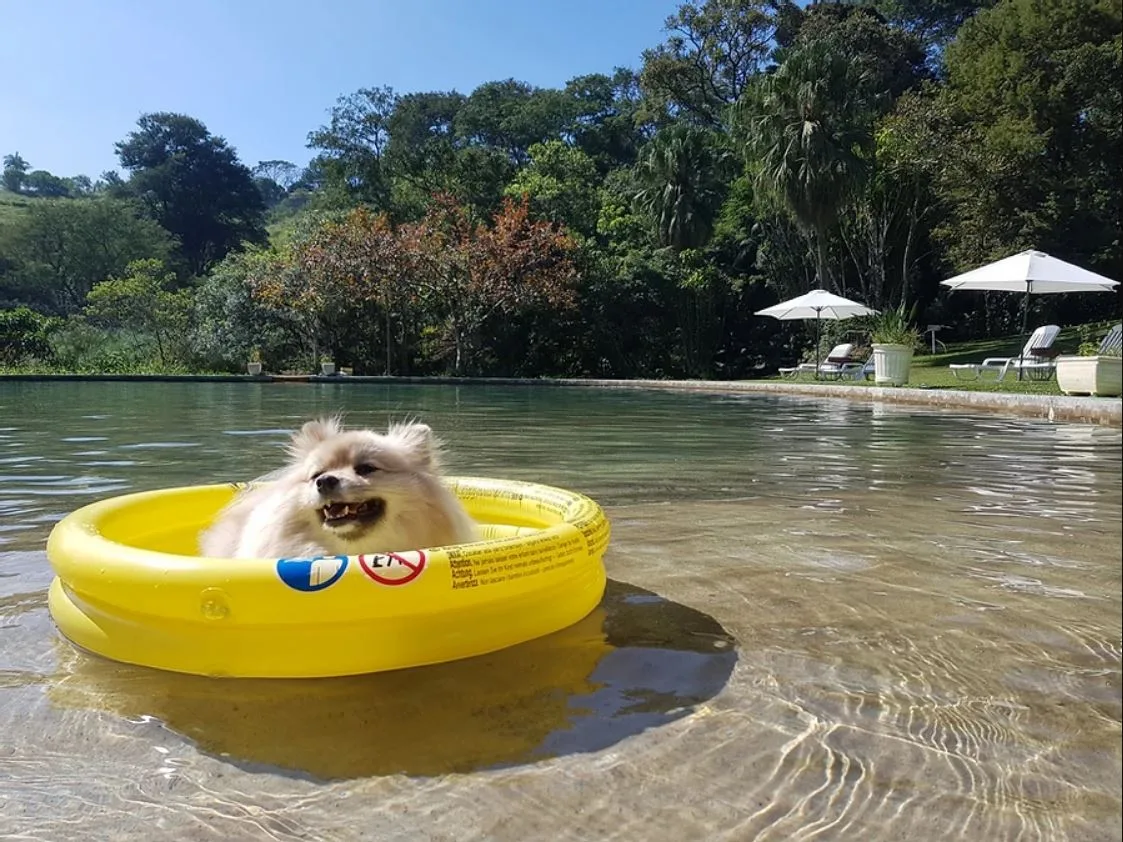 Hotéis que aceitam animais