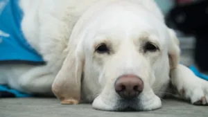 Intoxicação em cães