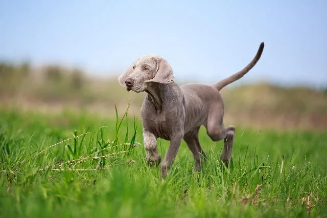 Mundo dos cachorros