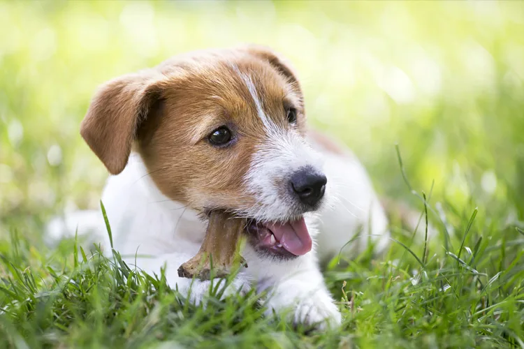 Ossos para Cachorros