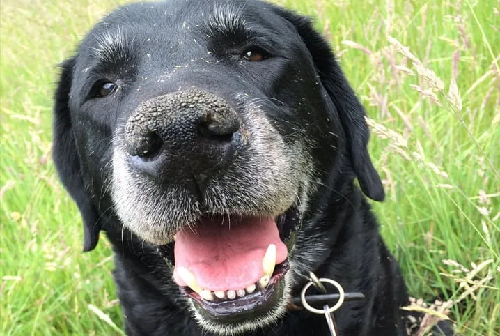 Petiscos para Cães