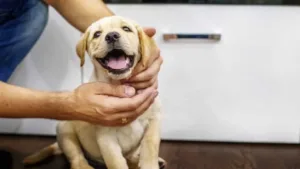Ração light para cães