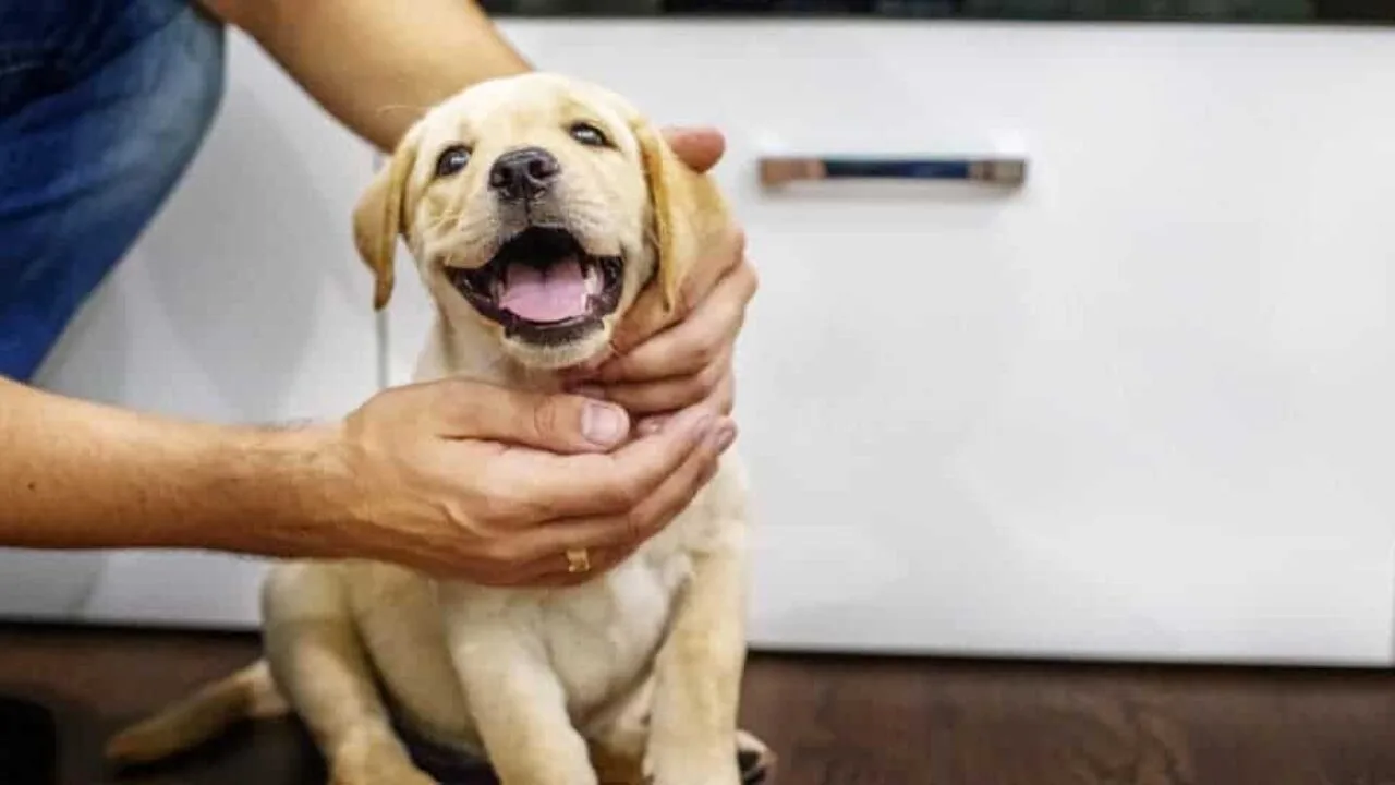 Ração light para cães