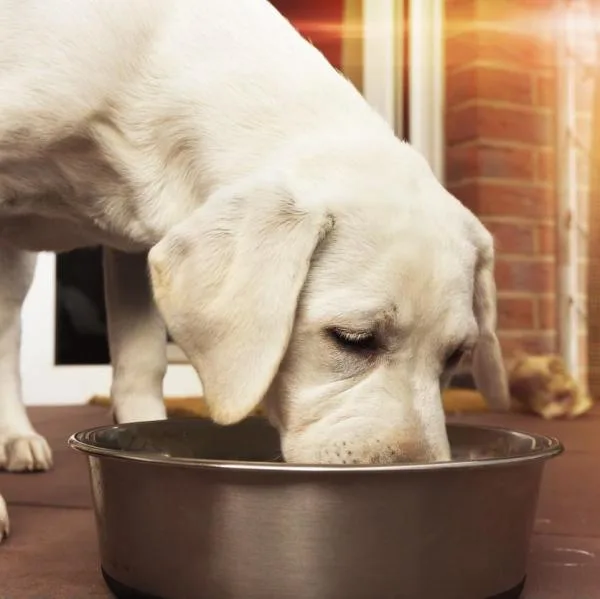 Ração para cachorros