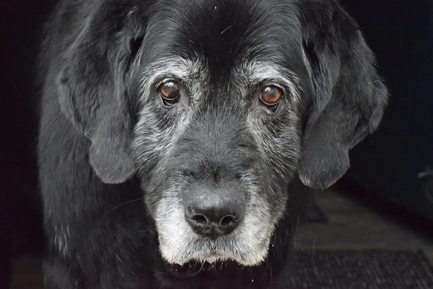 Ração para cães idosos