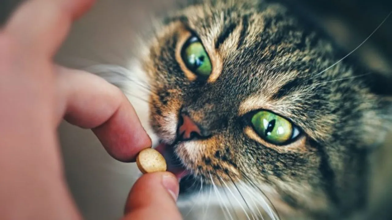 Remédio para gatos