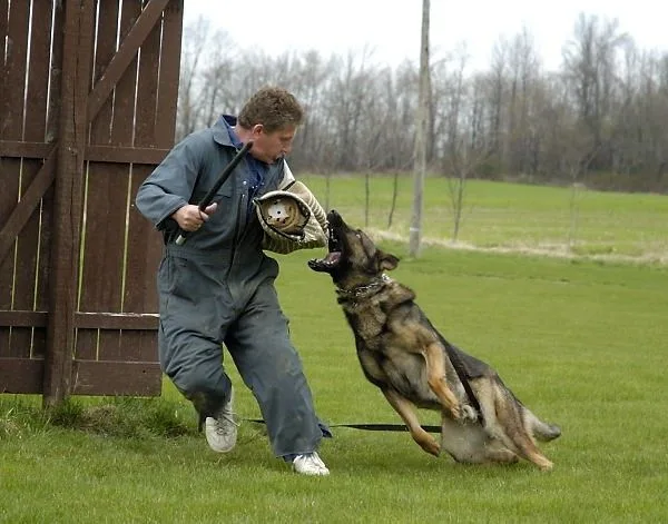 Schutzhund