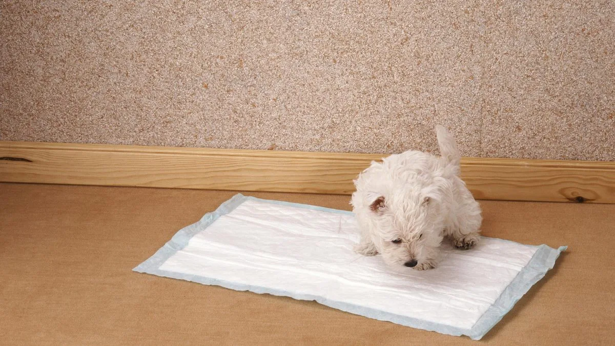 tapetes higiênicos para cães