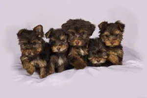 Venda de cães