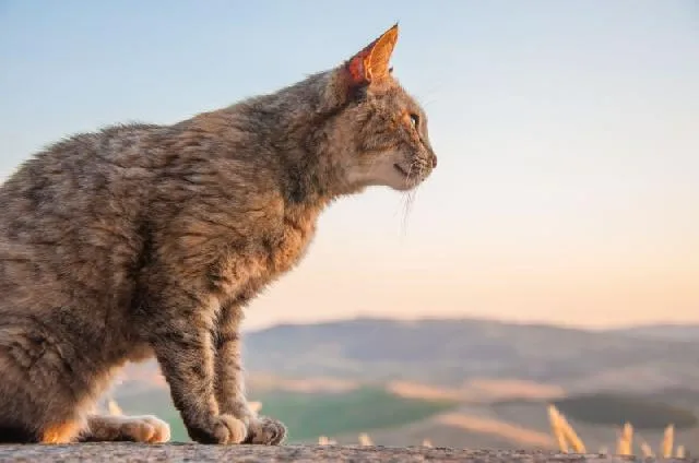 gato solitário