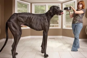 maiores cães do mundo