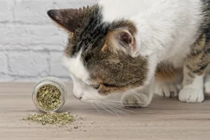 Petiscos para gatos