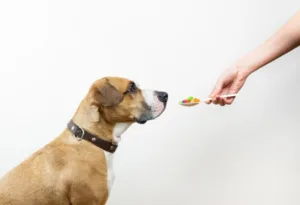 suplementos para cães