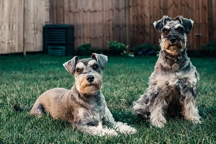 tosa de Schnauzer