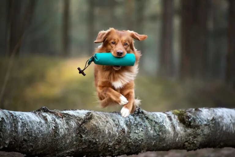 Agility para cães: obstáculos e equipamentos