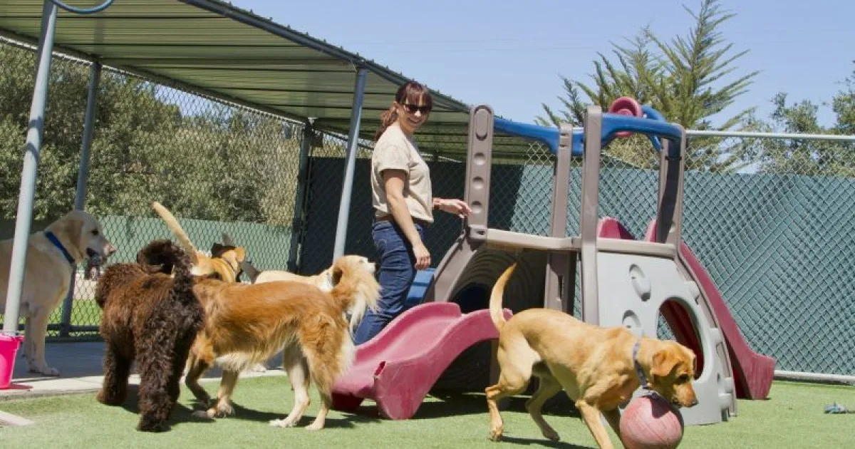 Creche para Cães: Dog Care