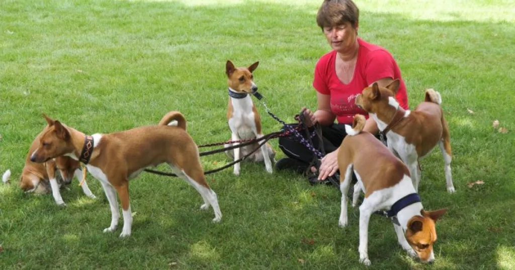 Dog Walker: caminhada com cães 3 Dog Walker: caminhada com cães
